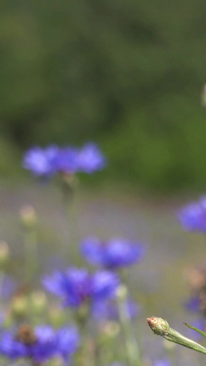 夏季自然风光盛开的香草视频合集58秒视频