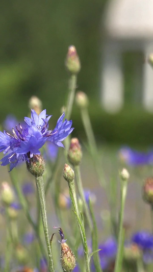 夏季自然风光盛开的香草视频合集58秒视频