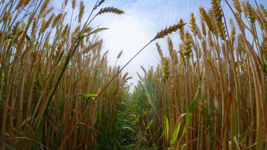 夏季小麦成熟视频