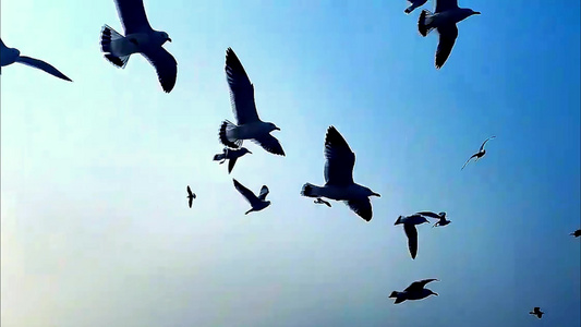 海鸥飞翔视频