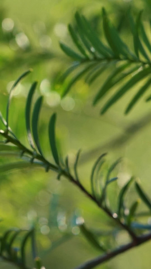 阳光下的红豆杉濒临灭绝56秒视频
