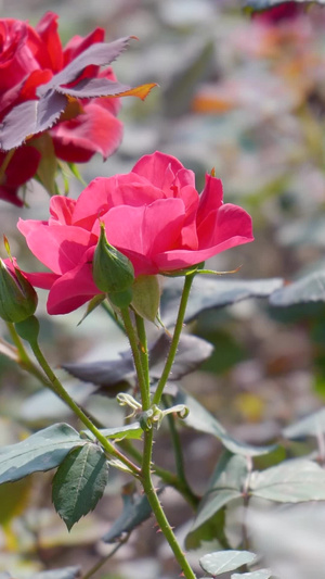 实拍唯美夏日花园红玫瑰盛开玫瑰花25秒视频