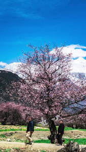 索松村桃花南迦巴瓦峰雪山延时羞女峰视频