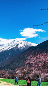 索松村桃花南迦巴瓦峰雪山延时林芝4月风光视频