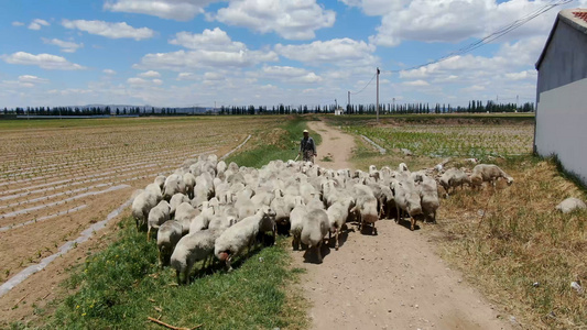 航拍农村羊倌放羊视频