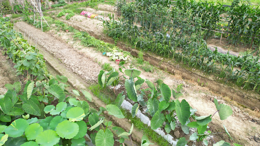 农田农业种植视频