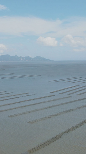 海上蚝排水产养殖三文鱼25秒视频