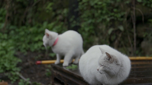 两只猫蹲在路边视频