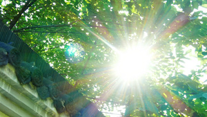 4K唯美逆光空境盛夏日光屋檐上的大树21秒视频