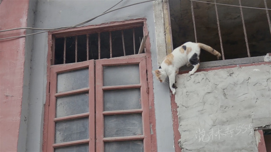 特写老房子上的猫咪视频