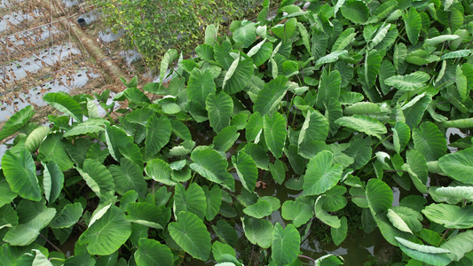 农田里的芋头种植航拍视频