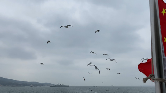 海上海鸥船只视频