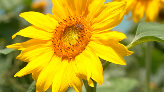 4k实拍向日葵在阳光下茁壮成长绽放[爆改]视频
