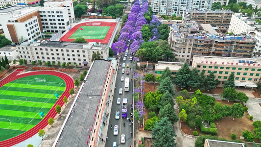 4K蓝花楹空境蓝花楹实拍素材视频