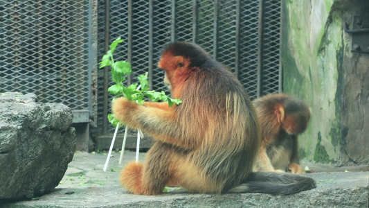4K动物园猴子金丝猴视频素材视频