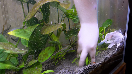 浴缸里栽种水草水族造景坨草视频