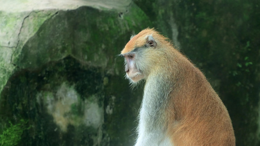 4K动物园猴子金丝猴视频素材视频