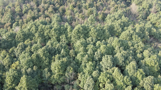 航拍大自然绿色植物森林视频