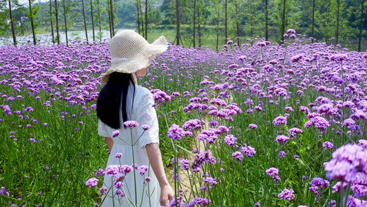 4k实拍美女在薰衣草花海小道散步[漂亮妹妹]视频