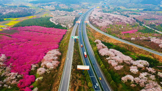 航拍盛开樱花的高速公路视频
