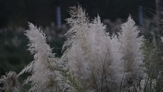 实拍芦苇[爆改]视频