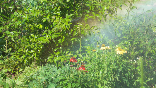 武汉中国科学院武汉植物园本草园自然景观花草植物风光空镜视频