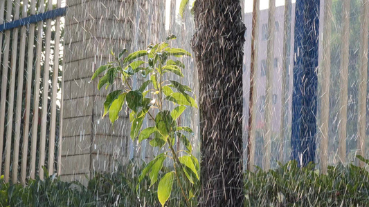 花草树木享受阳光雨露视频