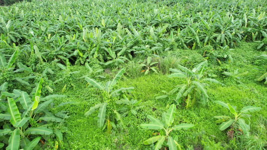 航拍香蕉种植园视频