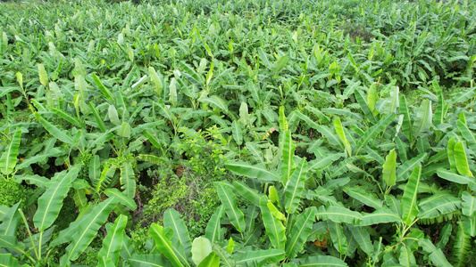 航拍香蕉种植园视频