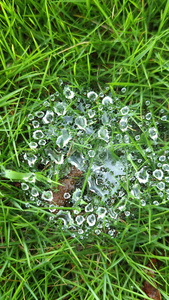 花草树木享受阳光雨露视频