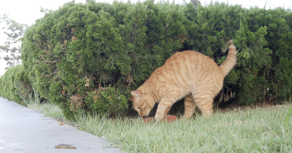 流浪猫橘猫喂食视频