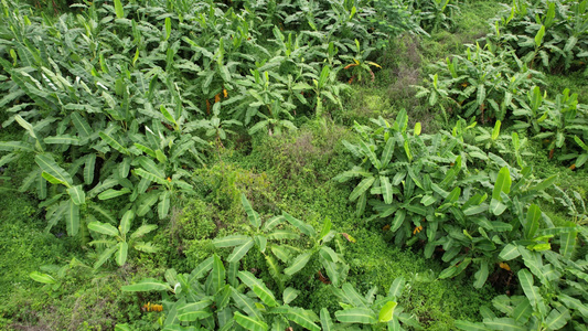 航拍香蕉种植园视频