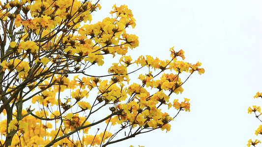 黄花风铃木花朵盛开的特写视频