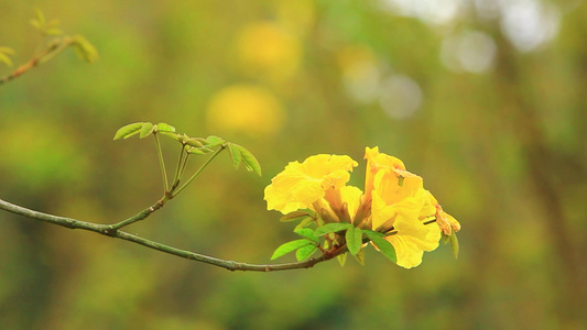 黄花风铃木花朵盛开的特写视频