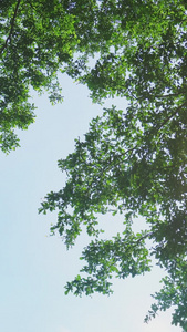 盛夏大自然绿色树叶健康生活视频