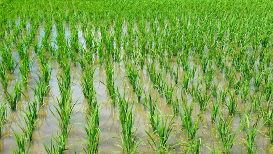 4K航拍拍摄农村乡下稻田里的秧苗禾苗视频