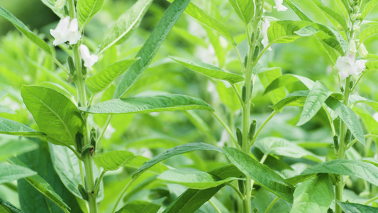 芝麻开花慢镜头4k升格视频视频