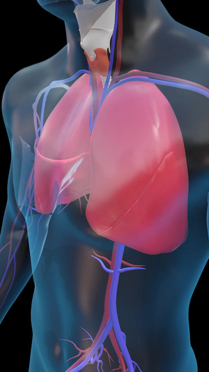 三维医疗教育人体构造示意图视频模板16秒视频