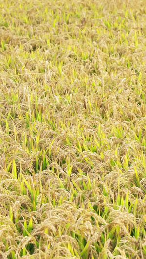 稻田地丰收秋季农业耕地种植粮食杂交水稻19秒视频