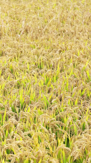 稻田地丰收秋季农业耕地种植粮食杂交水稻19秒视频