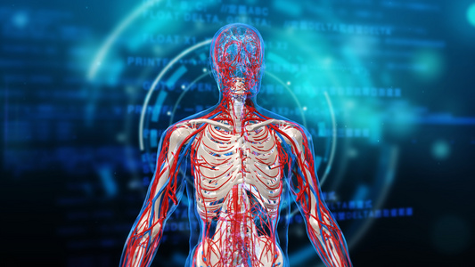 4K三维人体动脉神经血管背景素材视频