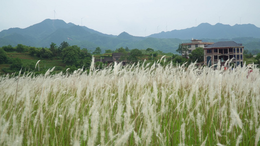 唯美大气户外芦苇丝茅草空镜头视频