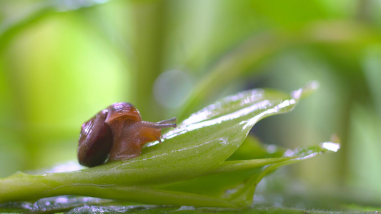 微距雨后植物上蜗牛视频