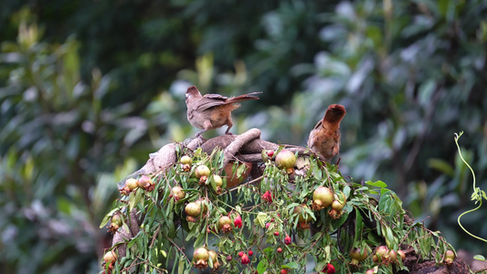 一只小鸟在石榴树枝上寻找食物啄食虫子视频