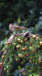 一只小鸟在石榴树枝上寻找食物啄食虫子视频