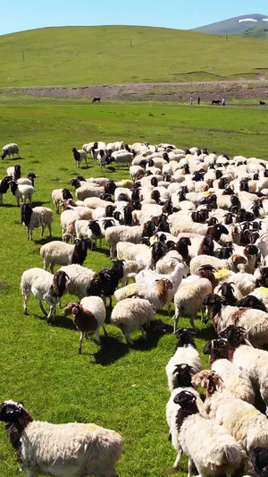航拍新疆蓝天白云大草原上养殖畜牧业放羊羊群素材旅游素材55秒视频