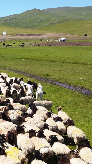 航拍新疆蓝天白云大草原上养殖畜牧业放羊羊群素材自然素材55秒视频