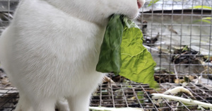 小兔子吃青菜13秒视频