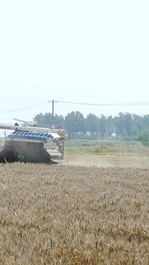 小麦收割丰收麦子现代农业机械化收割割麦子25秒视频