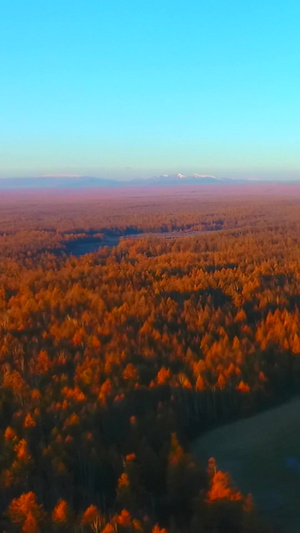 红色森林航拍延边风景天际线17秒视频